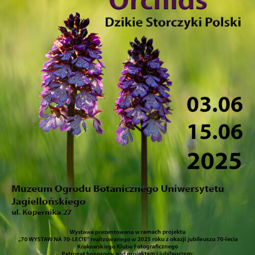 Monika i Jarek Malkowscy ORCHIDIS