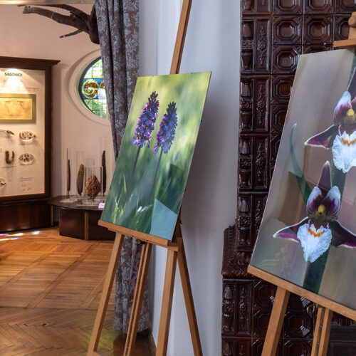 Monika i Jarek Malkowscy ORCHIDS