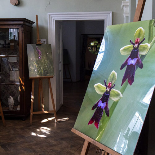 Monika i Jarek Malkowscy ORCHIDS