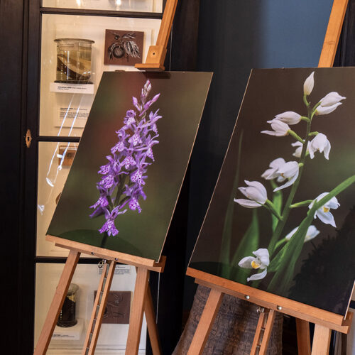 Monika i Jarek Malkowscy ORCHIDS